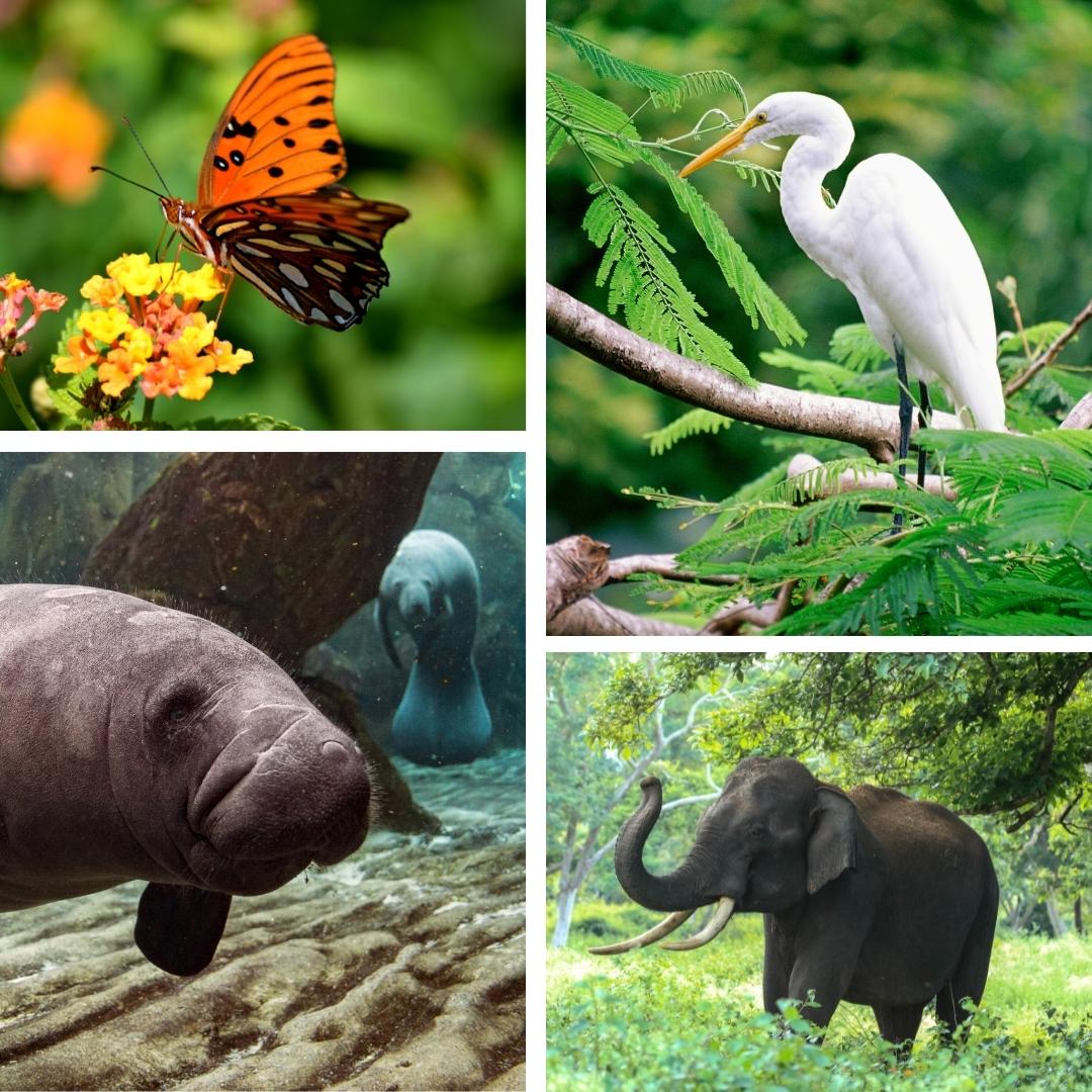 Picture of orange butterfly, white egret, manatee, elephant
